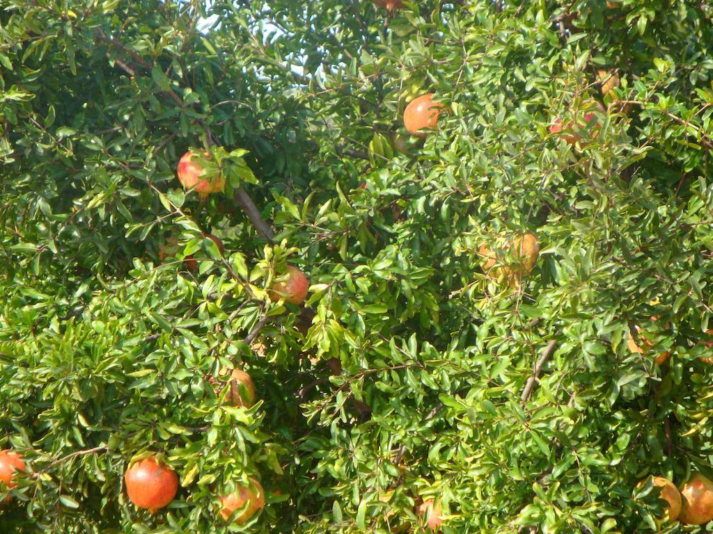 Quinta Dos Poetas Nature Hotel & Apartments Pechão Dış mekan fotoğraf